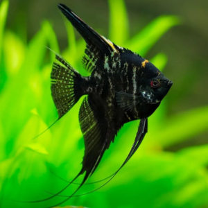 Longfin Black Angelfish