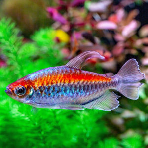 Large Congo Tetras