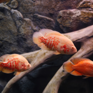 Albino Tiger Oscar