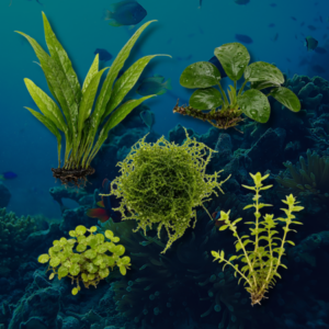 Mixed Live Aquarium Plants