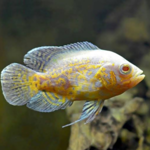 Lemon Tiger Oscar