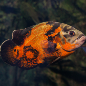 Tiger Oscar