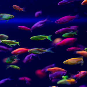 GMO Danios