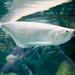 Silver Arowana