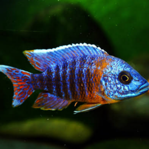 Peacock Cichlids – Assorted