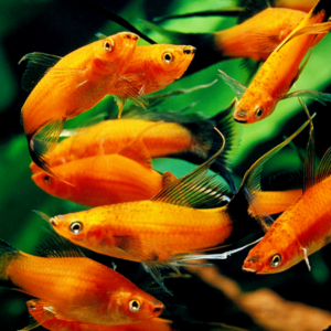 Swordtails
