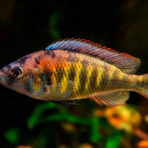 Flameback Cichlids