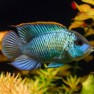 Electric Blue Acara