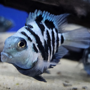 Polar Blue Parrot Cichlids