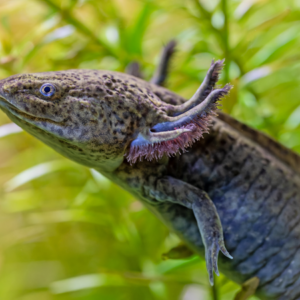 Wild Axolotl