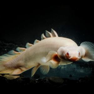 Bichir