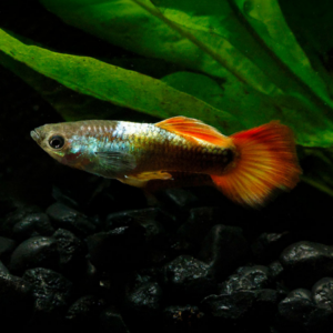 Flame Guppy – Male