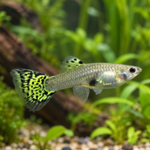 Green Cobra Guppy – Female