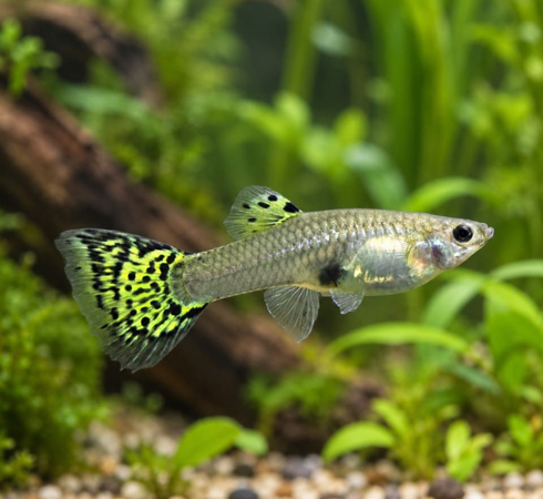 Green Cobra Guppy – Female