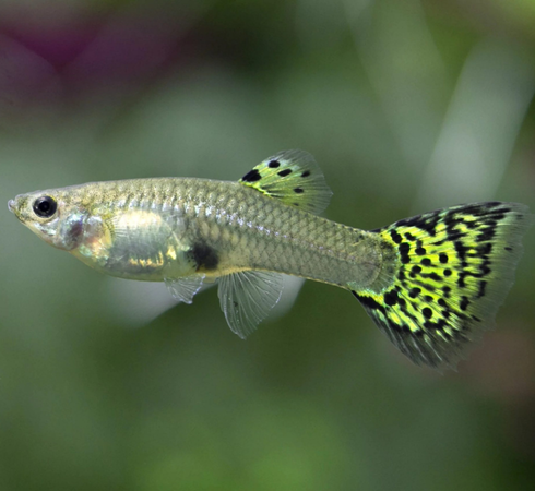 Green Cobra Guppy – Female - Image 2