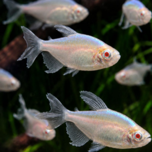 Albino Congo Tetras