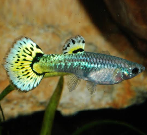 Green Cobra Guppy – Female - Image 3
