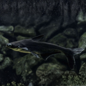 Black Pangasius Shark