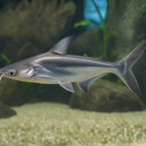 High-Fin Pangasius Shark