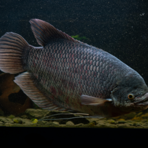 Giant Black Gourami