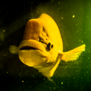 Giant Golden Gourami
