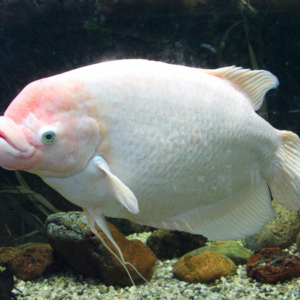 Giant Albino Gourami