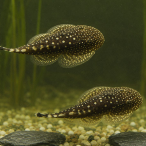 Borneo Loach