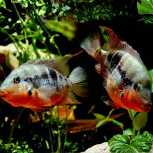Firemouth Cichlid