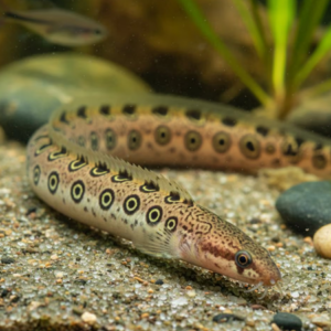 Spiny Eel
