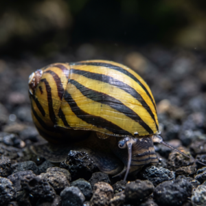 Zebra Nerite Snail